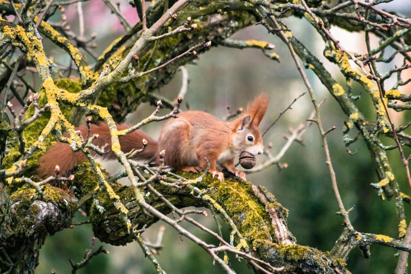Hof Am Horn - Fewos In Der Natur Laichingen Buitenkant foto