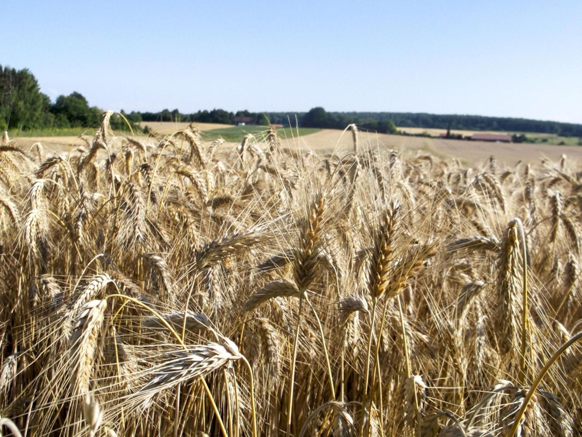 Hof Am Horn - Fewos In Der Natur Laichingen Buitenkant foto